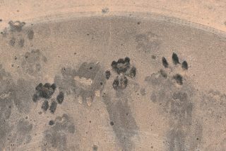 gatopatimasies